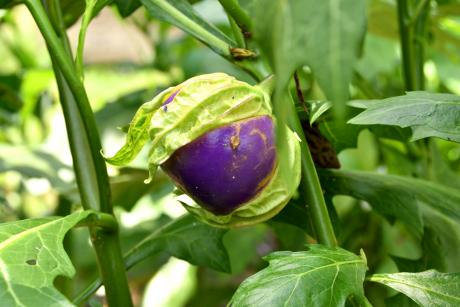 Fruit grown in Liberia