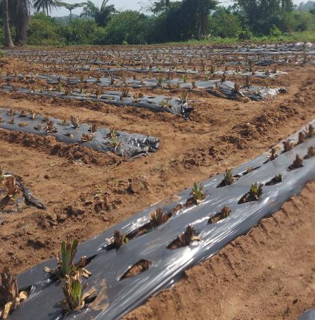 Pineapples growing in Liberia. Picture supplied by Jonathan Greenham.